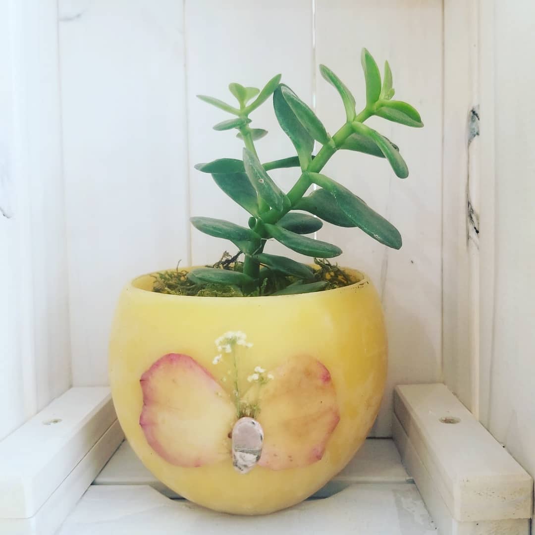 Jade Organic Beeswax Bowl